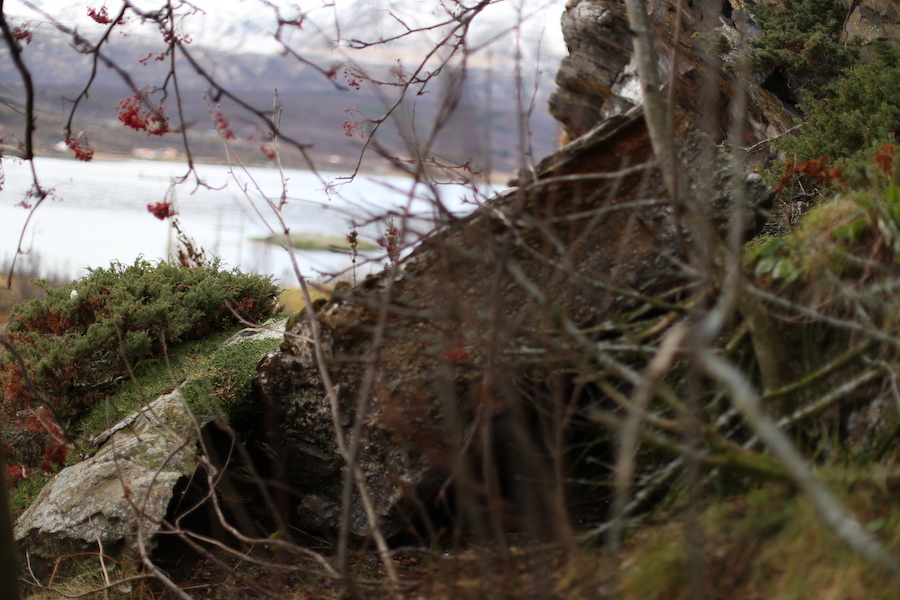 Bjørnegraver på Bonkholmen
